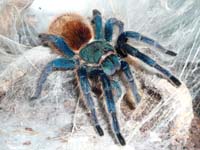 Chromatopelma cyaneopubescens,продажа