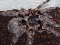 Grammostola aureostriata,продажа