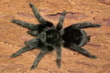 Grammostola pulchra,продажа