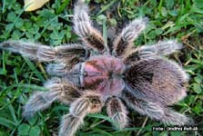 Grammostola rosea,продажа