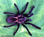 Haplopelma aureopilosum,продажа