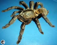 Haplopelma schmidti,продажа