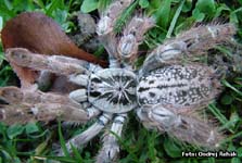 Heteroscodra maculata,продажа