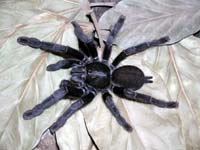 Lampropelma sp. Borneo black,продажа