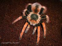 Megaphobema robustum,продажа