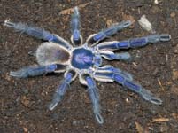 Monocentropus balfouri,продажа