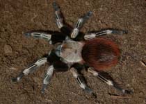 Nhandu chromatus,продажа