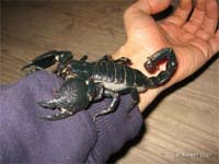Pandinus imperator,продажа