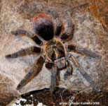 Phormictopus auratus,продажа