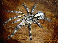 Poecilotheria fasciata,продажа