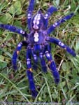 Poecilotheria metallica,продажа
