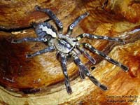 Poecilotheria ornata,продажа