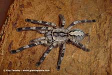 Poecilotheria pederseni,продажа