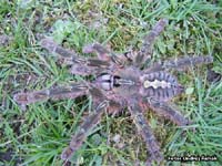 Poecilotheria rufilata,продажа