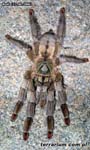 Psalmopoeus cambridgei,продажа