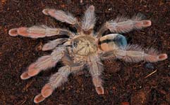 Psalmopoeus pulcher,продажа