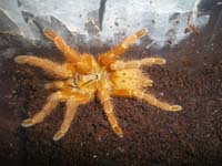 Pterinochilus murinus RCF,продажа