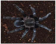 Selenocosmia javanensis,продажа