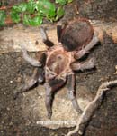 Stichoplastoris sp. Costa Rica, Las Juntas,продажа