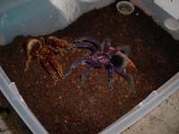 Pamphobeteus nigrecolor,продажа