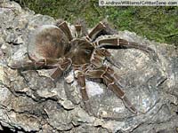 Theraphosa blondi,продажа