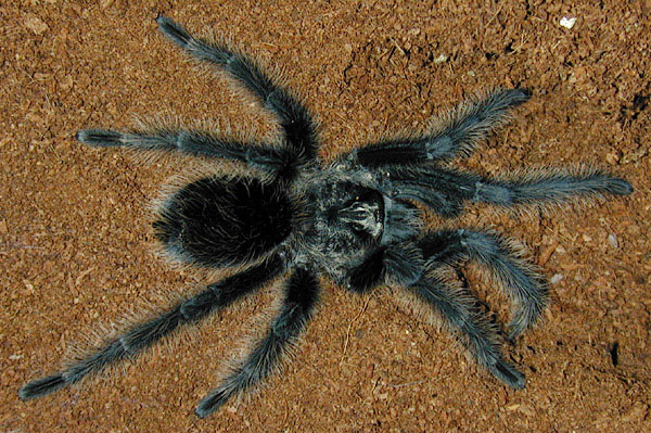 grammostola grossa, граммостола
