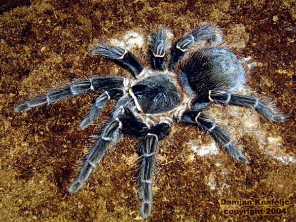 lasiodora parahybana, парахибана