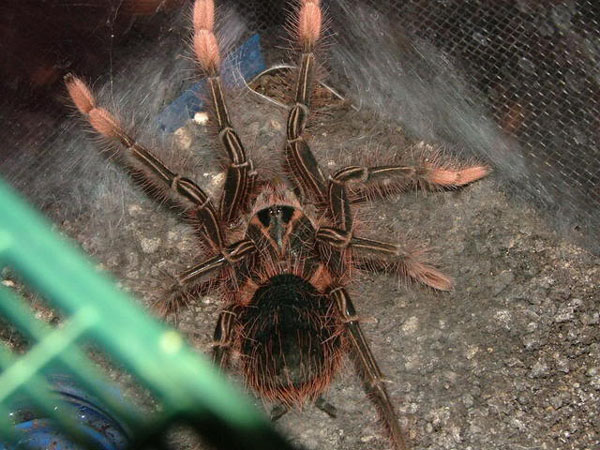 theraphosa apophysis, терафоза апофизис