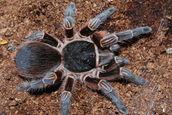 acanthoscurria musculosa