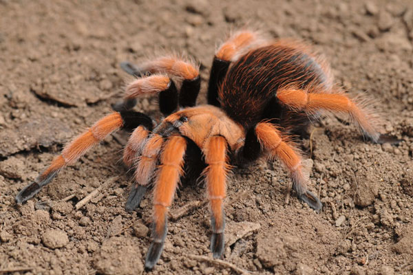 aphonopelma bicoloratum