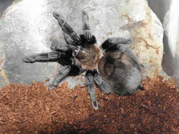 aphonopelma caniceps