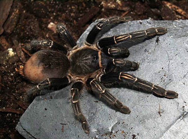 aphonopelma seemanni