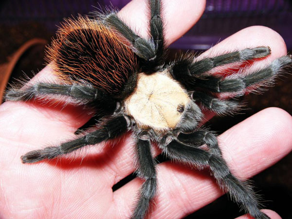 brachypelma albiceps, брахипельма