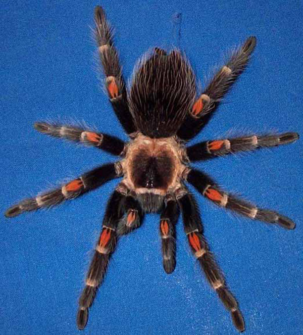 brachypelma auratum, брахипельма