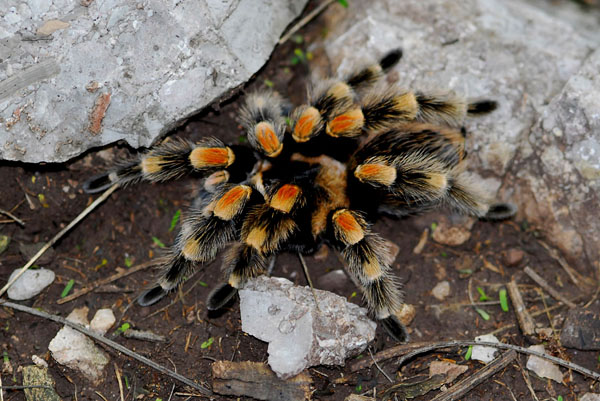 brachypelma smithi, брахипельма