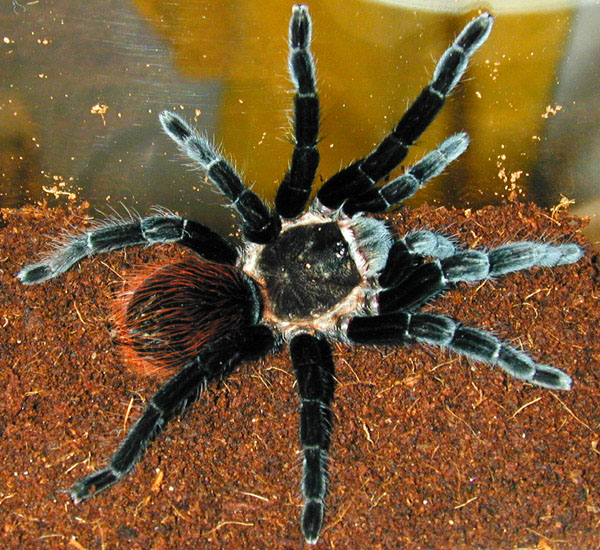 brachypelma vagans, брахипельма