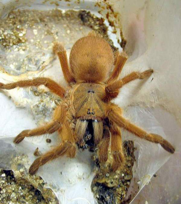 chilobrachys huahini, хуахини