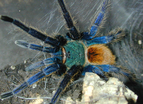 chromatopelma cyaneopubescens, хроматопельма