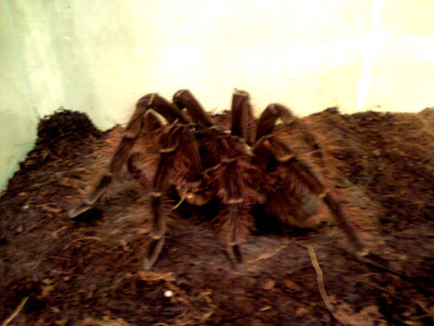 Theraphosa blondi