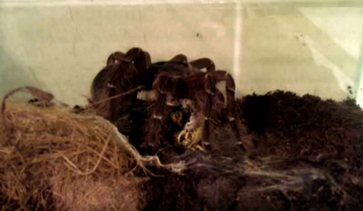 Theraphosa blondi